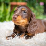Max-male-miniature-dachund-puppy-for-sale- (6)