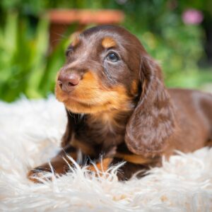 Max Miniature Dachshund Max Miniature Dachshund