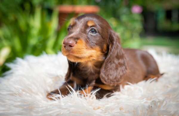 Max Miniature Dachshund Max Miniature Dachshund