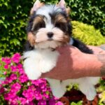 Mazhor-male-Biewer-puppy-for-sale-1