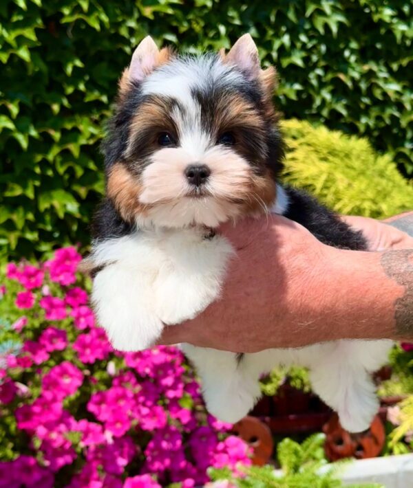 Mazhor Biewer Yorkshire Terrier Mazhor Biewer Yorkshire Terrier