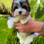 Mazhor-male-Biewer-puppy-for-sale-2