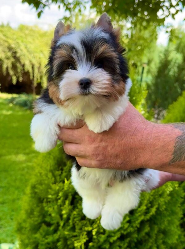 Mazhor Biewer Yorkshire Terrier Mazhor Biewer Yorkshire Terrier