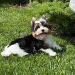 Mazhor-male-Biewer-puppy-for-sale-3