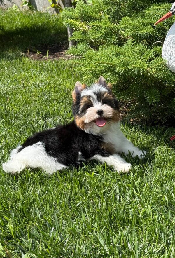 Mazhor Biewer Yorkshire Terrier Mazhor Biewer Yorkshire Terrier