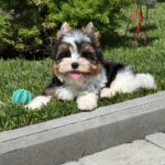 Mazhor-male-Biewer-puppy-for-sale-4