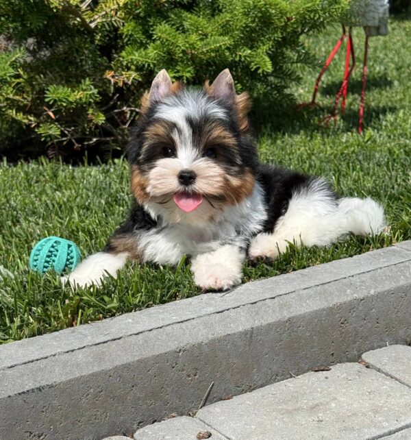 Mazhor Biewer Yorkshire Terrier Mazhor Biewer Yorkshire Terrier