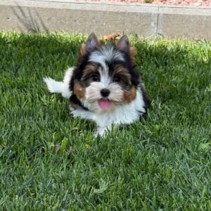 Mazhor Biewer Yorkshire Terrier Mazhor Biewer Yorkshire Terrier