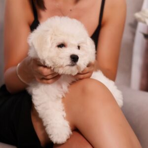 Melanie Bichon Frise Melanie Bichon Frise
