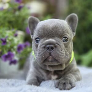 Menor French Bulldog Menor French Bulldog