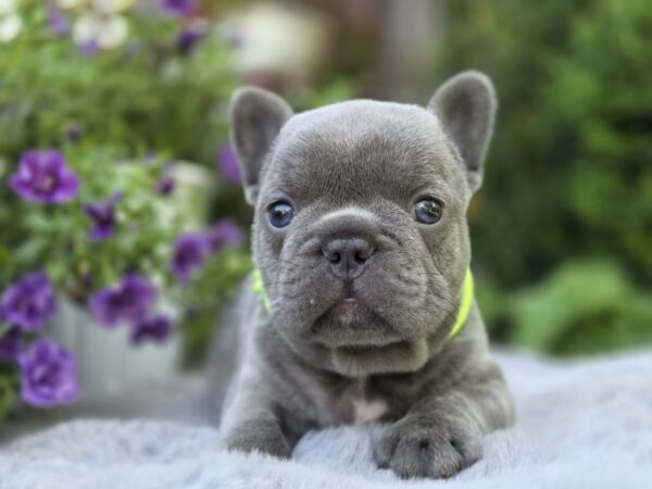 Menor French Bulldog Menor French Bulldog