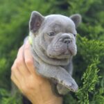 Menor-male-french-bulldog-puppy-for-sale-1 (2)