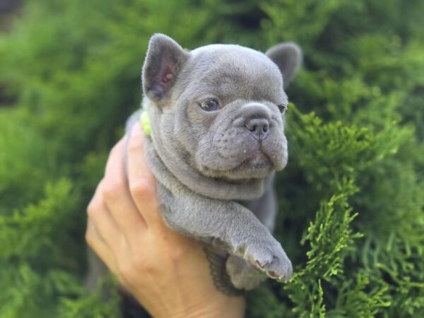 Menor French Bulldog Menor French Bulldog