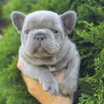 Menor-male-french-bulldog-puppy-for-sale-1 (3)