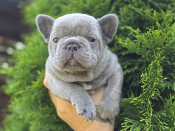 Menor French Bulldog Menor French Bulldog
