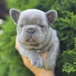 Menor-male-french-bulldog-puppy-for-sale-1 (4)
