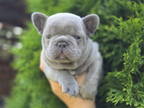 Menor French Bulldog Menor French Bulldog