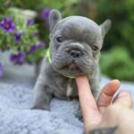 Menor-male-french-bulldog-puppy-for-sale-1 (5)