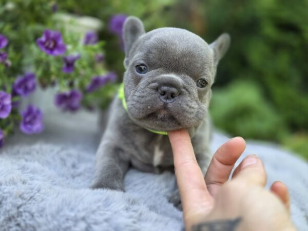 Menor French Bulldog Menor French Bulldog
