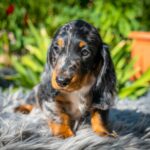 Michael-male-miniature-dachshund-puppy-for-sale- (1)