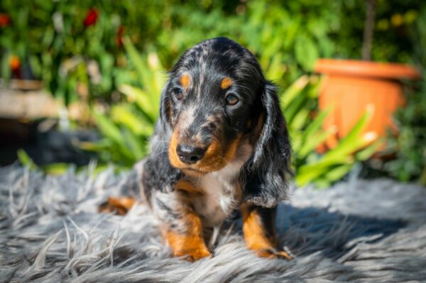 Michael Miniature Dachshund Michael Miniature Dachshund