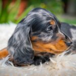 Michael-male-miniature-dachshund-puppy-for-sale- (1)