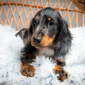 Michael Miniature Dachshund Michael Miniature Dachshund