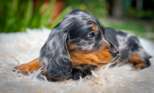 Michael Miniature Dachshund Michael Miniature Dachshund