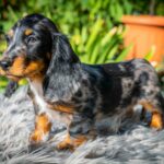 Michael-male-miniature-dachshund-puppy-for-sale- (2)
