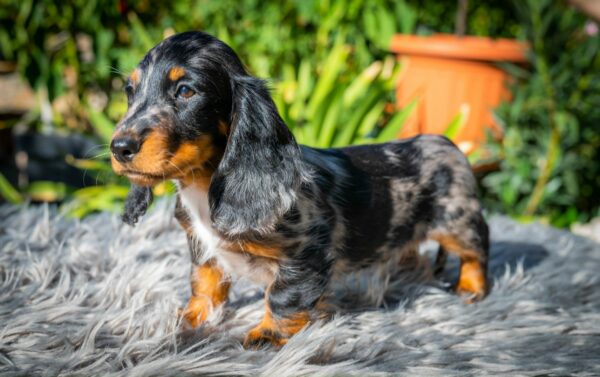 Michael Miniature Dachshund Michael Miniature Dachshund