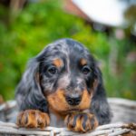 Michael-male-miniature-dachshund-puppy-for-sale- (2)