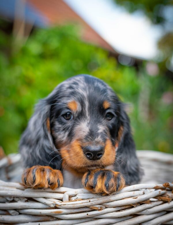 Michael Miniature Dachshund Michael Miniature Dachshund