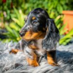 Michael-male-miniature-dachshund-puppy-for-sale- (3)