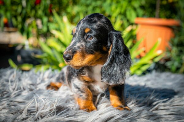 Michael Miniature Dachshund Michael Miniature Dachshund
