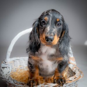 Michael Miniature Dachshund Michael Miniature Dachshund
