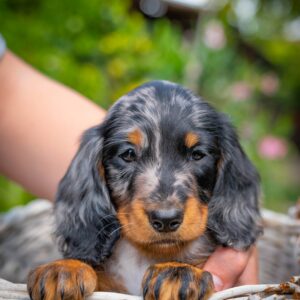 Michael Miniature Dachshund Michael Miniature Dachshund