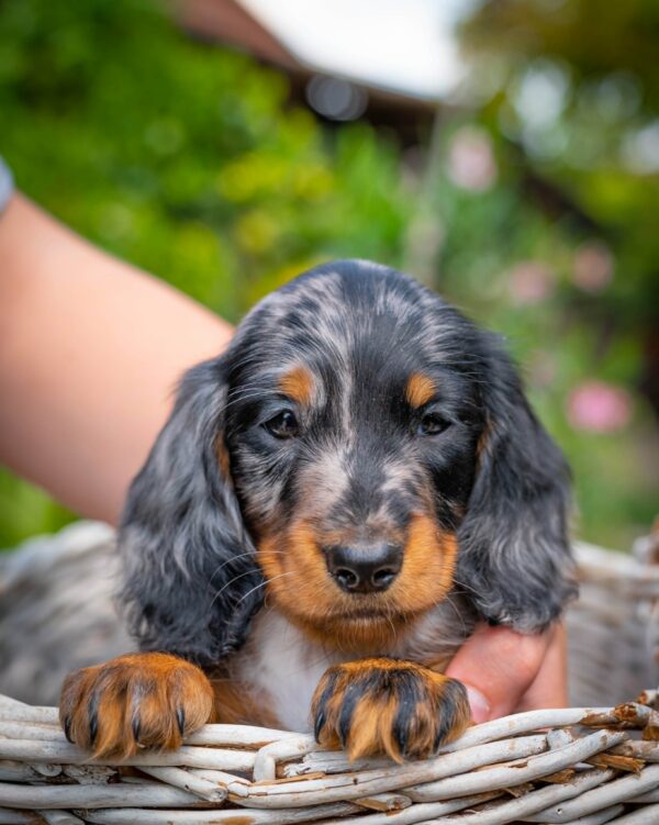 Michael Miniature Dachshund Michael Miniature Dachshund