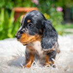 Michael-male-miniature-dachshund-puppy-for-sale- (4)