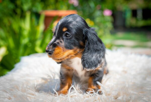 Michael Miniature Dachshund Michael Miniature Dachshund