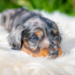 Michael-male-miniature-dachshund-puppy-for-sale- (4)