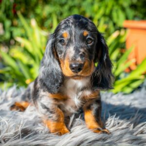 Michael Miniature Dachshund Michael Miniature Dachshund