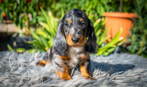 Michael Miniature Dachshund Michael Miniature Dachshund