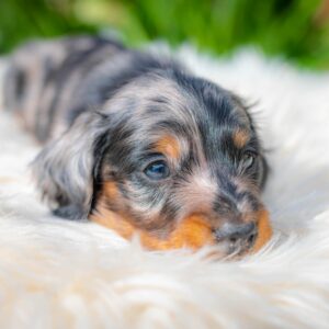 Michael Miniature Dachshund Michael Miniature Dachshund