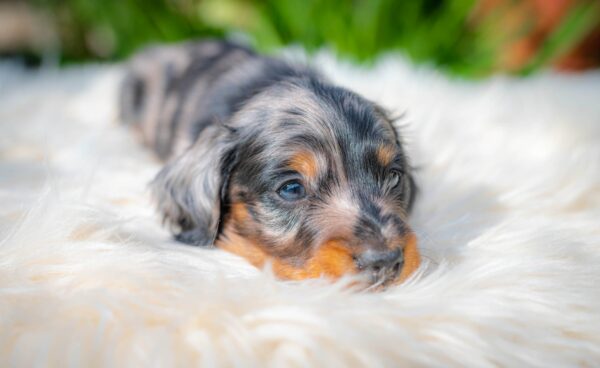 Michael Miniature Dachshund Michael Miniature Dachshund
