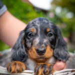 Michael-male-miniature-dachshund-puppy-for-sale- (5)
