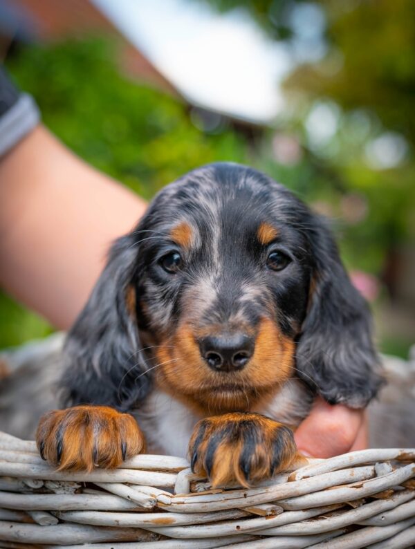 Michael Miniature Dachshund Michael Miniature Dachshund