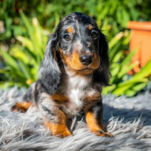 Michael Miniature Dachshund Michael Miniature Dachshund