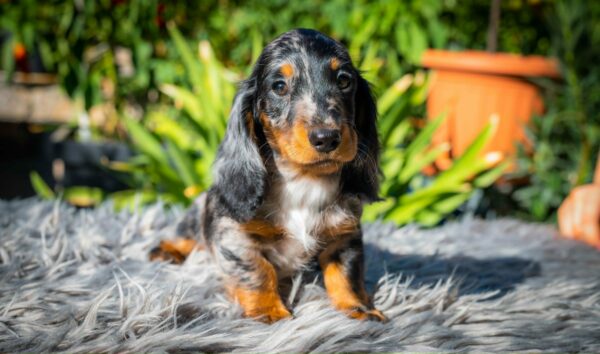 Michael Miniature Dachshund Michael Miniature Dachshund
