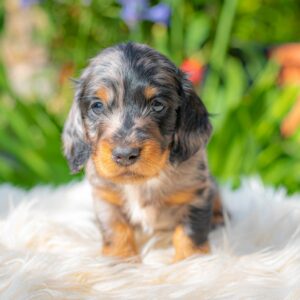 Michael Miniature Dachshund Michael Miniature Dachshund