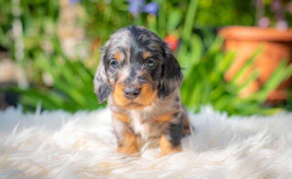 Michael Miniature Dachshund Michael Miniature Dachshund